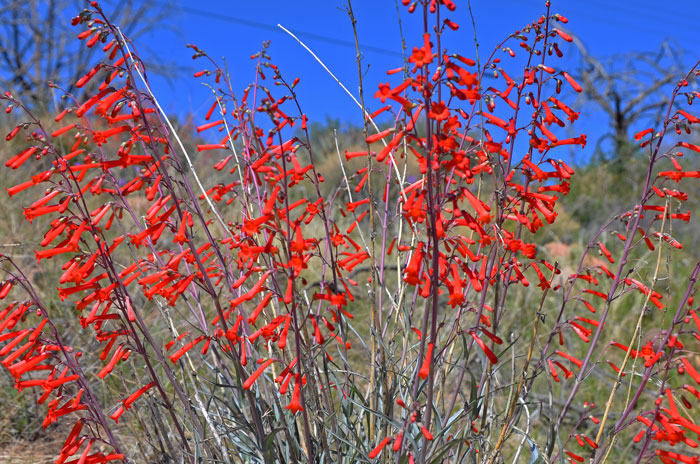 Hackberry Beardtongue is found only in Arizona. It has several long erect stems producing beautiful deep red flowers. This species is not a commonly encountered Penstemon. Penstemon subulatus 